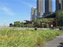 Photo Album: NYC has the Best Grass! Photo Album: NYC has the Best Grass!