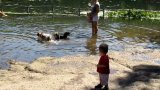 HD video: Prospect Park Doggy Pond - August 28, 2010