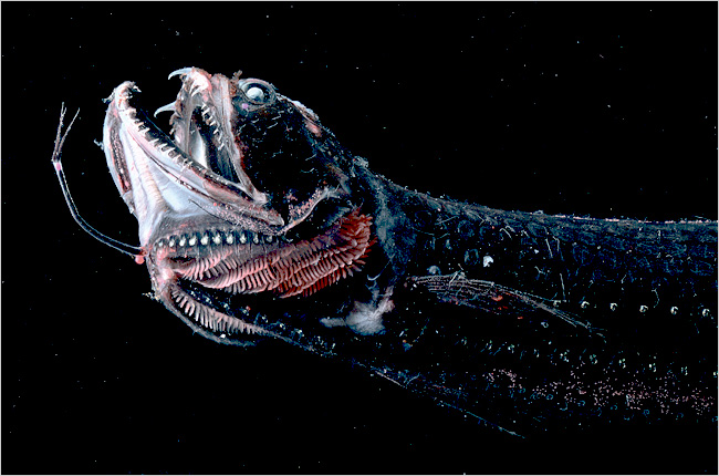 Scaly Dragonfish