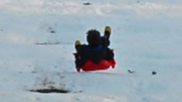 Emmett Loves Sledding In Prospect Park – January 2016 Emmett Loves Sledding In Prospect Park – January 2016